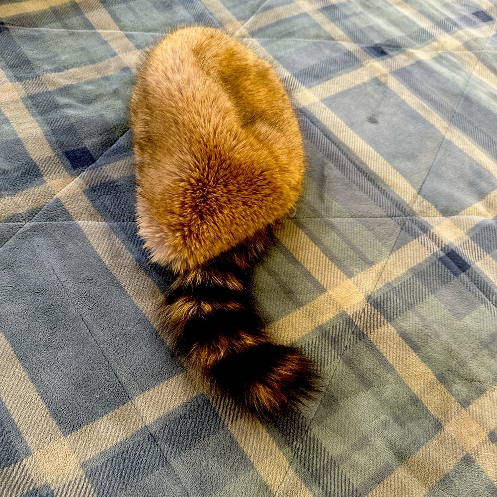 Raccoon hat